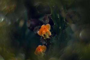 Orange épineux poire fleur sur une cactus dans une jardin sur une foncé vert Contexte photo