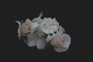 magnifique blanc délicat Rose sur une foncé Contexte fermer photo