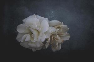 magnifique blanc délicat Rose sur une foncé Contexte fermer photo