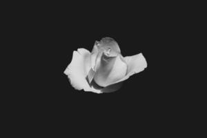 délicat blanc Rose dans le jardin contre une foncé Contexte dans le des rayons de le Soleil photo