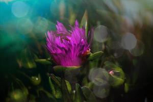 violet comestible printemps fleur plus de une vert Contexte dans chaud ensoleillement photo