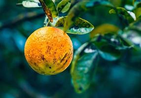 gros plan, de, a, fruit mandarine photo