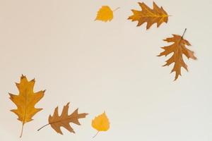 l'automne composition avec déchue feuilles sur une lumière Contexte. Contexte de l'automne feuilles. photo