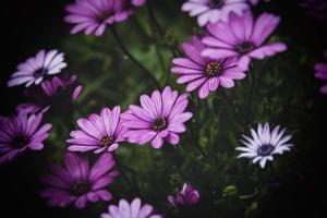 délicat fleurs dans le Soleil dans le jardin sur une chaud journée photo