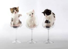 chatons dans des verres