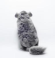 dos d'un chinchilla photo