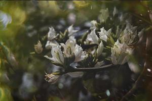 curieuse floraison printemps arbre avec gros fleurs et bokeh photo