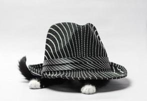 vue latérale d'un chat sous un chapeau photo