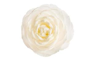 Fleur de camélia blanc entièrement fleuri isolé sur fond blanc