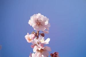 épanouissement fruit arbre avec blanc fleurs sur une ensoleillé printemps journée photo