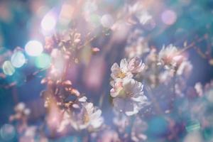 épanouissement fruit arbre avec blanc fleurs sur une ensoleillé printemps journée photo