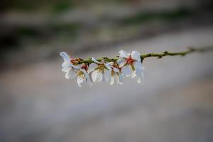 épanouissement fruit arbre avec blanc fleurs sur une ensoleillé printemps journée photo