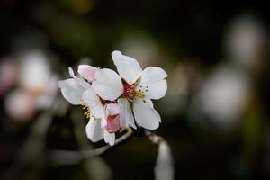 épanouissement fruit arbre avec blanc fleurs sur une ensoleillé printemps journée photo