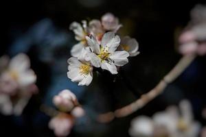 épanouissement fruit arbre avec blanc fleurs sur une ensoleillé printemps journée photo