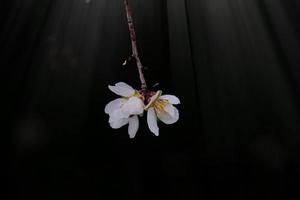 épanouissement fruit arbre avec blanc fleurs sur une ensoleillé printemps journée photo