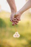 jeune couple d'amoureux se tenant la main avec un bouquet de pissenlits dans le parc d'été, vue des mains. une paire de mains tenant un pissenlit photo