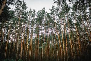 fond de la forêt. une forêt de pins fascinante. photo