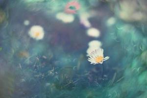 peu blanc marguerites sur le pelouse dans fermer avec bokeh dans le Soleil photo