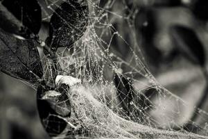 peu délicat l'eau gouttes sur une araignée la toile dans fermer sur une brumeux journée photo