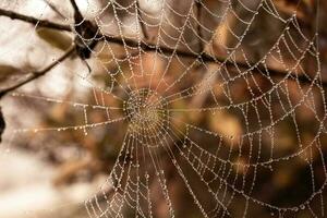 peu délicat l'eau gouttes sur une araignée la toile dans fermer sur une brumeux journée photo