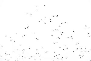 Contexte troupeau de noir des oiseaux dans le ciel isolé texture pour ouvrages d'art photo