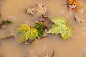 déchue d'or et Orange avion feuilles dans une flaque l'automne Contexte photo