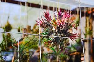 tillandsia ou plante aérienne une épiphyte croissance sur branche. photo