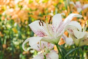 magnifique blanc lis fleur dans botanique jardin floral décoration photo