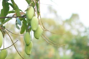 mangues sur le arbre dans le jardin photo