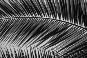 vert Contexte avec paume feuilles dans fermer dans une Naturel environnement allumé par tropical Soleil photo