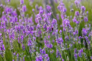 violet lavande fleur croissance dans une chaud vert été jardin dans le des rayons de le Soleil photo