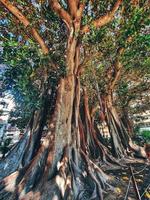gros vieux ficus arbre dans alicante Espagne photo