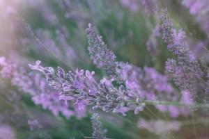 violet lavande fleur croissance dans une chaud vert été jardin dans le des rayons de le Soleil photo