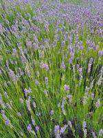 violet lavande fleur croissance dans une chaud vert été jardin dans le des rayons de le Soleil photo