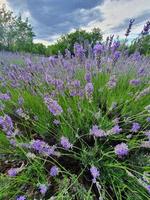 violet lavande fleur croissance dans une chaud vert été jardin dans le des rayons de le Soleil photo