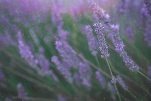 violet lavande fleur croissance dans une chaud vert été jardin dans le des rayons de le Soleil photo