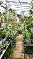 divers mis en pot les plantes arrangé dans serre. plante les amoureux concept photo