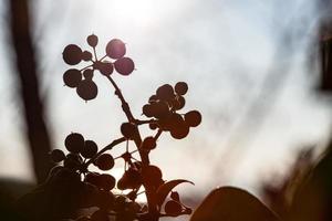 l'éveil de la nature au printemps. photo