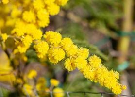 arbre mimosa dans un champ photo