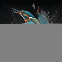 commun européen martin-pêcheur rivière martin-pêcheur en volant après émergente de l'eau avec pris poisson proie dans le bec ai génératif photo