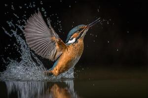 commun européen martin-pêcheur rivière martin-pêcheur en volant après émergente de l'eau avec pris poisson proie dans le bec ai génératif photo