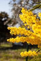 arbre mimosa dans un champ photo