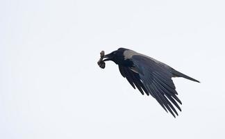 Corbeau à capuchon - Corvus Cornix, Grèce