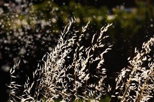 été herbe dans le chaud après midi Soleil fermer photo