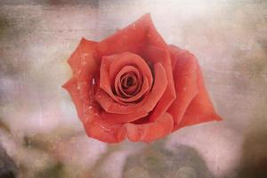fleur épanoui Orange Rose fermer photo