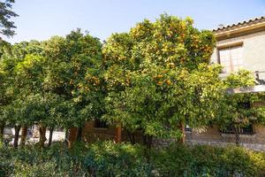 manaryn arbre avec Orange des fruits contre le Contexte de herbe feuilles photo