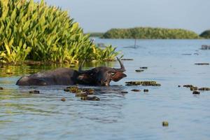 l'eau buffle dans tropical marais photo