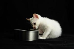 une blanc chat sur noir Contexte photo