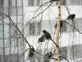 troupeau de grives, migratoire des oiseaux perché sur le branches de une arbre, à l'extérieur fenêtre photo