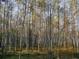 bouleau bosquet forêt paysage moussu hummocks, marais photo